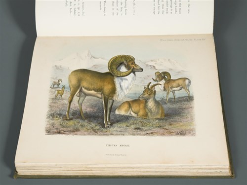 Lot 296 - LYDEKKER (Richard) Wild Oxen, Sheep and Goats...