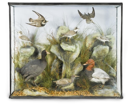 Lot 231 - An early 20th century taxidermy group, to...