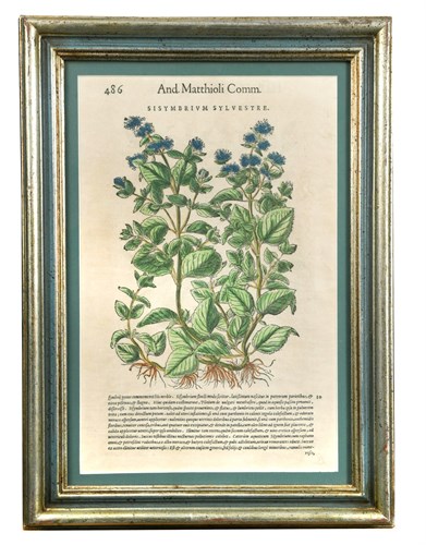 Lot 374 - A group of eleven framed 17th century botanical prints