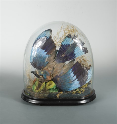 Lot 343 - Three Victorian glass domes of taxidermy