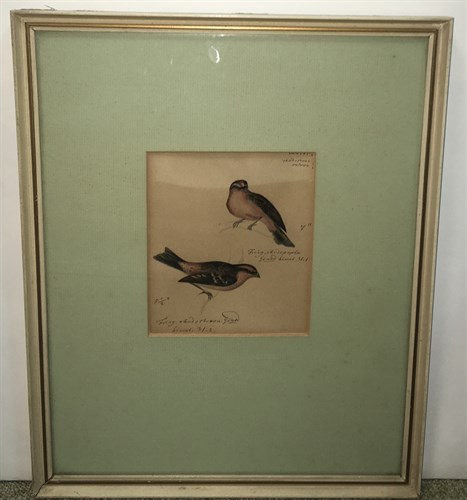 Lot 453 - Heinrich Gottlieb Ludwig Reichenbach...