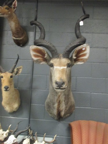 Lot 248 - Taxidermy trophy mount - Southern Greater Kudu,...