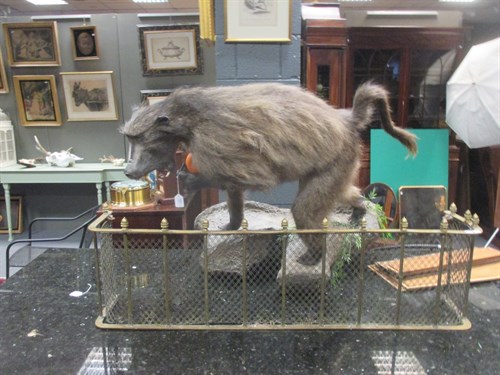 Lot 249 - Taxidermy trophy mount - Baboon, full mount...