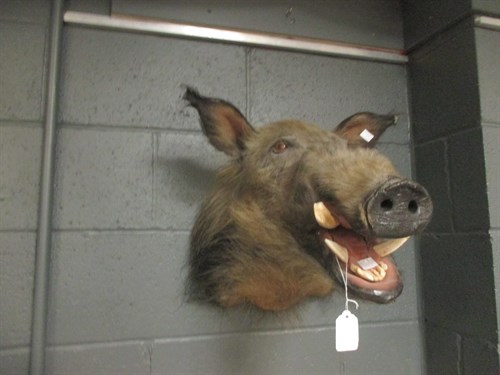 Lot 250 - Taxidermy trophy mount - Wild Boar, neck mount