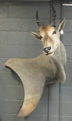 Lot 251 - Taxidermy trophy mount - Eland, a large...