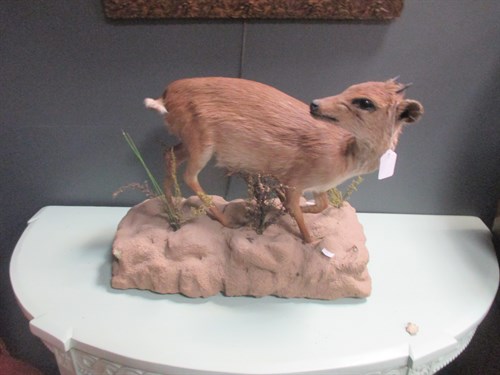 Lot 256 - Taxidermy trophy mount - Dik Dik, full mount