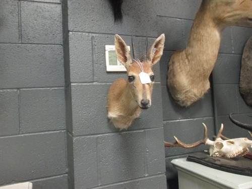 Lot 253 - Taxidermy trophy mount - Impala , neck mount...