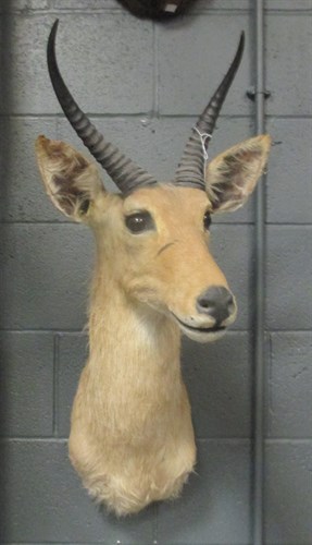 Lot 254 - Taxidermy trophy mount - Reedbuck, neck mount