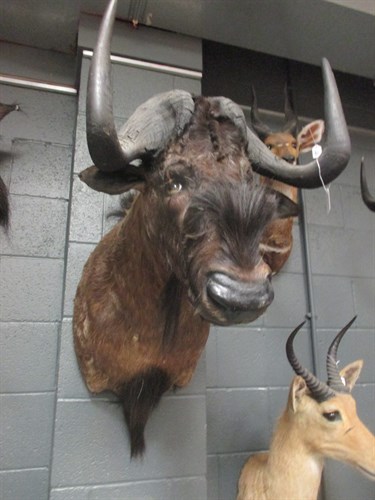 Lot 255 - Taxidermy trophy mount - Black Wilderbeest,...