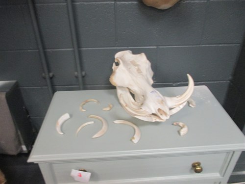 Lot 257 - Taxidermy - a collection of skull mounts,...