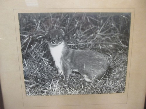 Lot 214 - Eric Hosking OBE set of six silver gelatin...
