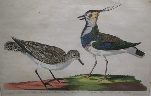 Lot 241 - Green Plover, a study of two birds, acquatint...