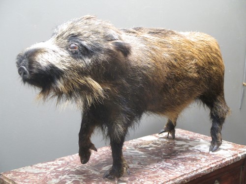Lot 164 - A taxidermy peccary