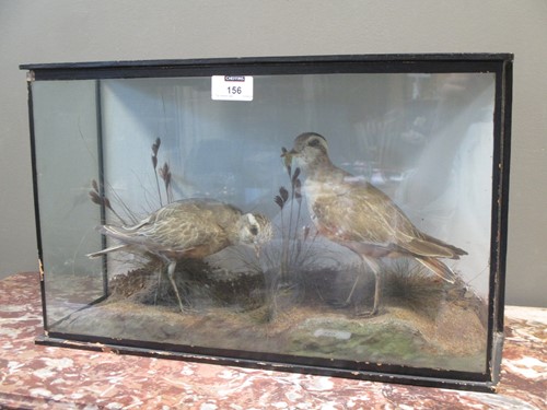 Lot 156 - A cased pair of taxidermy birds