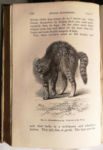 Lot 205 - DARWIN (Charles)