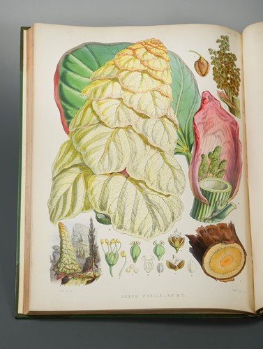 Lot 224 - HOOKER (Joseph Dalton)