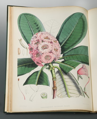 Lot 225 - HOOKER (Joseph Dalton)