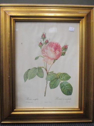 Lot 396 - A group of twelve Redoute roses botanical...