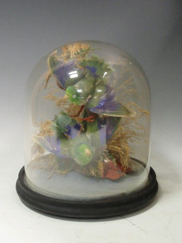 Lot 23 - Taxidermy - a Victorian glass dome containing...