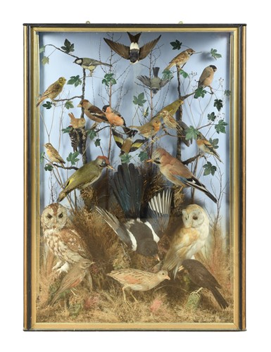 Lot 944 - Taxidermy, an Edwardian cased display of British birds by William Bazeley