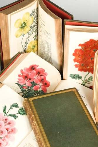 Lot 193 - SWEET (R) Geraniaceae, The Natural Order of...