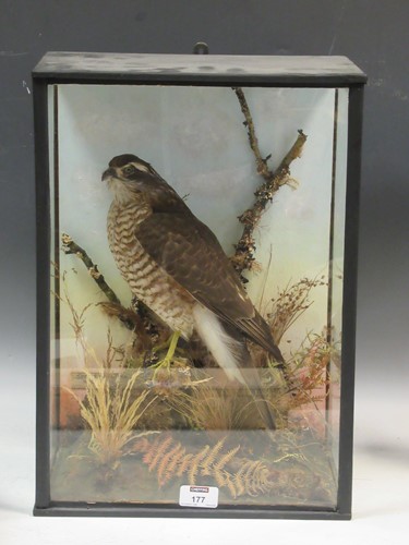 Lot 177 - A Taxidermy sparrowhawk, in a glazed case,...