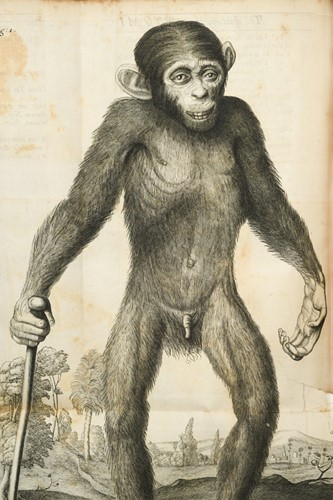 Lot 112 - TYSON (Edward) Orang-Outang, sive Homo...
