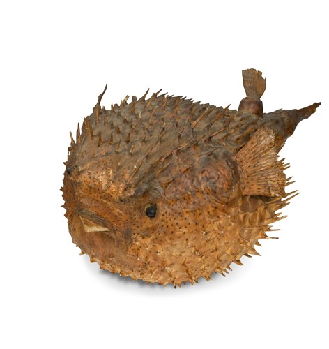 Lot 379 - A dried and preserved Puffer fish