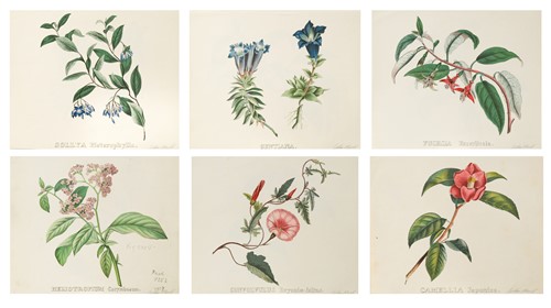 Lot 307 - John Nash CBE, RA (British 1893-1977)