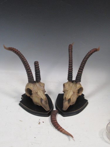 Lot 130 - A pair of faux gazelle skulls mounted on a...