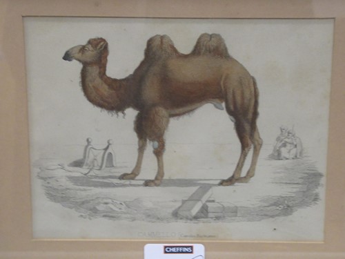 Lot 302 - Prints - to include various examples of camels,...