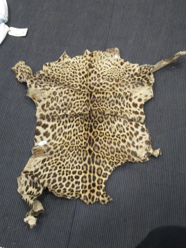 Lot 156 - A Leopard skin by Rowland Ward, stamped