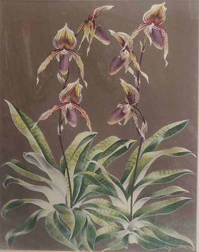 Lot 361 - Gillian Young Orchid Still Life gouache on...