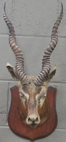Lot 132 - A mounted taxidermy Impala head, 68cm high