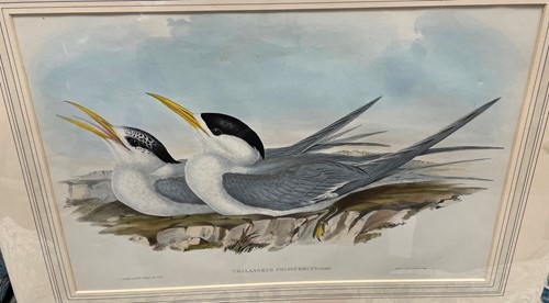 Lot 33 - After J. Gould and H.C. Richter