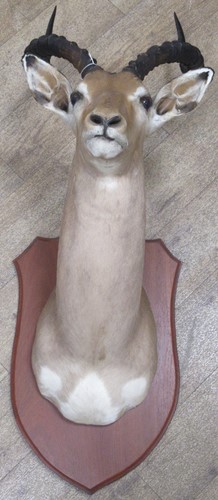 Lot 98 - A taxidermy impala head, 115cm high