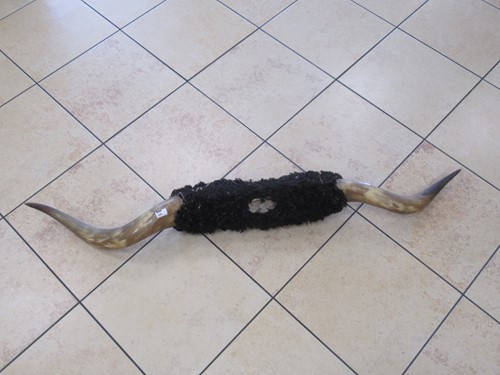 Lot 289 - A large set of buffalo horns, 157cm wide