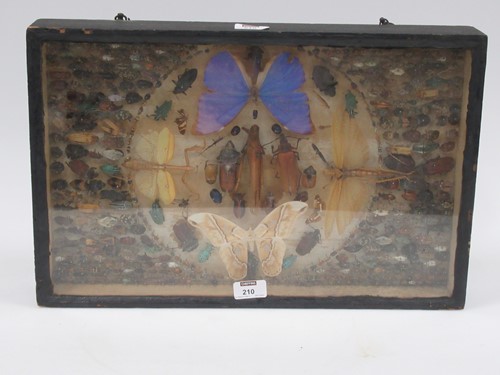 Lot 210 - An early 20th century cased beetle and...