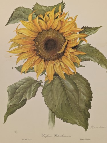 Lot 640 - A large collection of modern and 20th century Botanical prints