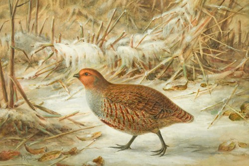 Lot 404 - Johannes Gerardus Keulemans (Dutch, 1842-1912)