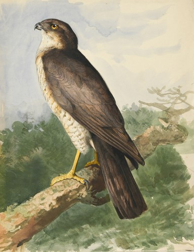 Lot 409 - Archibald Thorburn FZS (Scottish, 1860-1935)