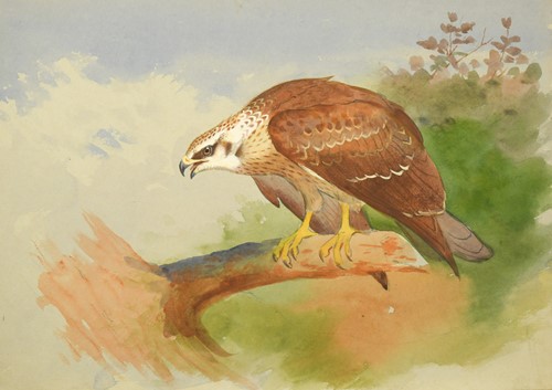 Lot 411 - Archibald Thorburn FZS (Scottish, 1860-1935)