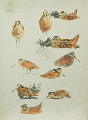 Lot 413 - Archibald Thorburn FZS (Scottish, 1860-1935)