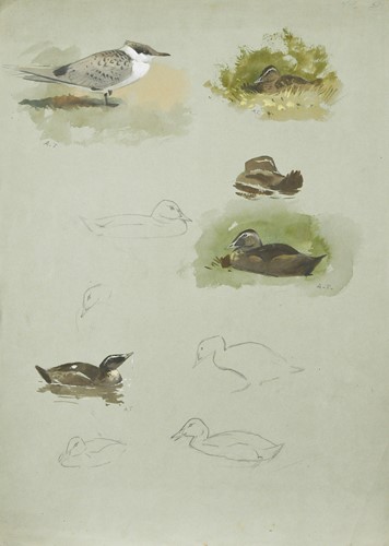 Lot 414 - Archibald Thorburn FZS (Scottish, 1860-1935)
