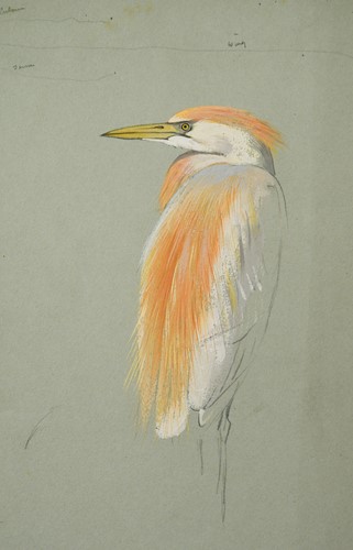 Lot 416 - Archibald Thorburn FZS (Scottish, 1860-1935)