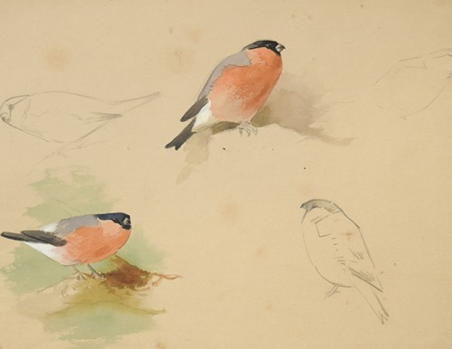 Lot 417 - Archibald Thorburn FZS (Scottish, 1860-1935)