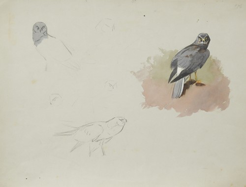 Lot 412 - Archibald Thorburn FZS (Scottish, 1860-1935)