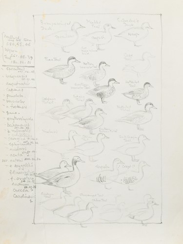 Lot 431 - Sir Peter Markham Scott CH CBE FRS (British, 1909-1989)