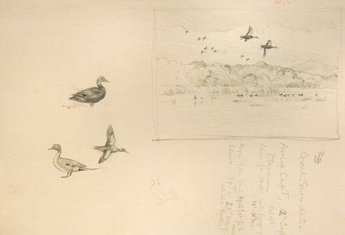 Lot 435 - Sir Peter Markham Scott  CH CBE FRS (British, 1909-1989)