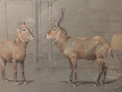 Lot 466 - Nellie Hadden RMS FZS (British. Fl.1885-1917)